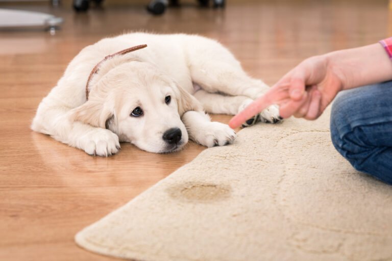 How To Discipline A Puppy