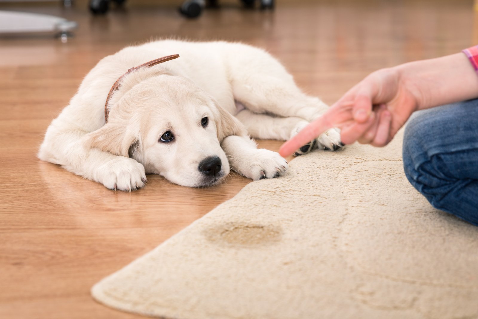 How To Discipline A Puppy: Positive Training Guide