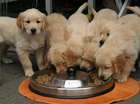 Do Puppies Ever Miss Their Mom