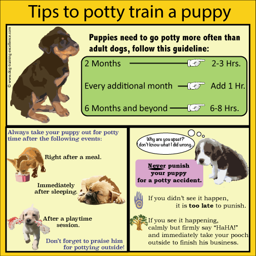 How Long Does It Take To House Train A Puppy