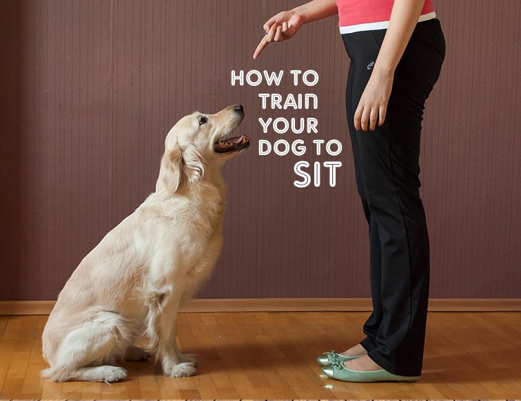 How To Train A Puppy To Sit