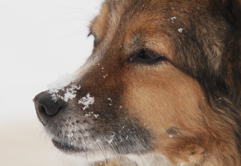 Why Does My Puppy Have A Runny Nose
