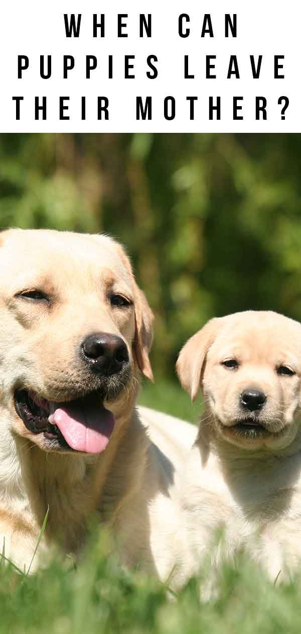 When Can A Puppy Leave Its Mom