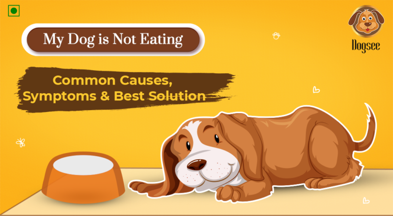 Why Is My Puppy Not Eating