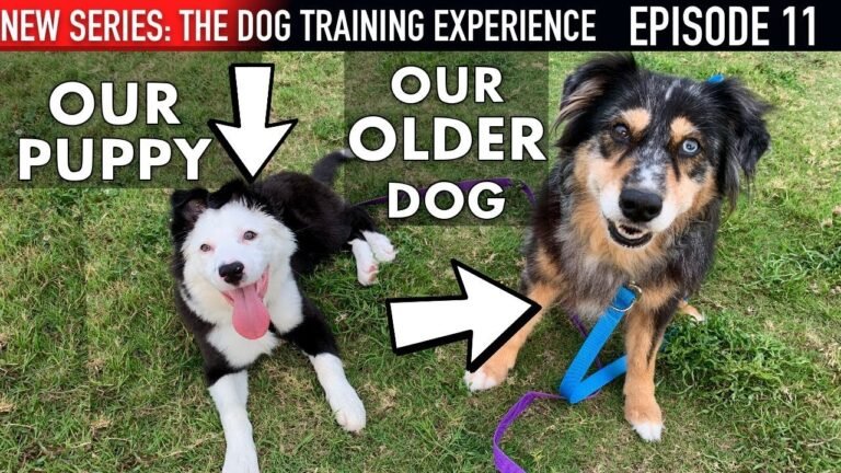 How To Introduce A Puppy To An Older Dog