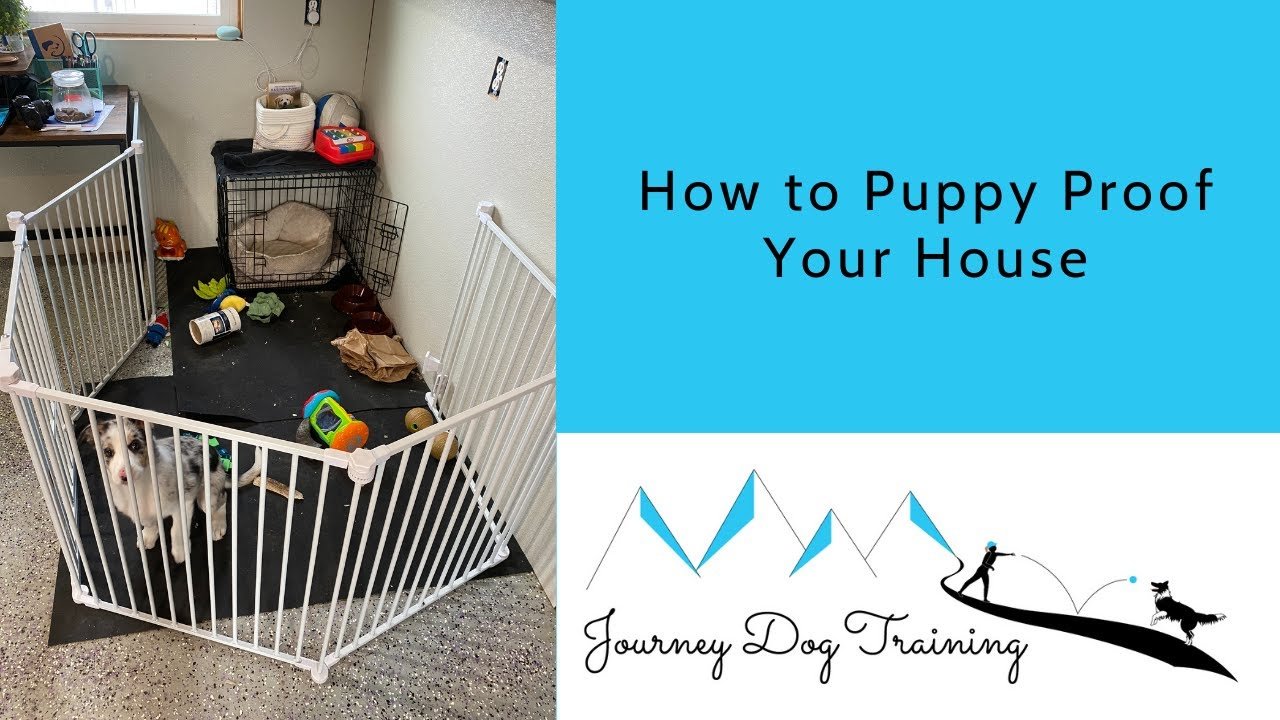 How To Puppy Proof Your House: Complete Safety Guide