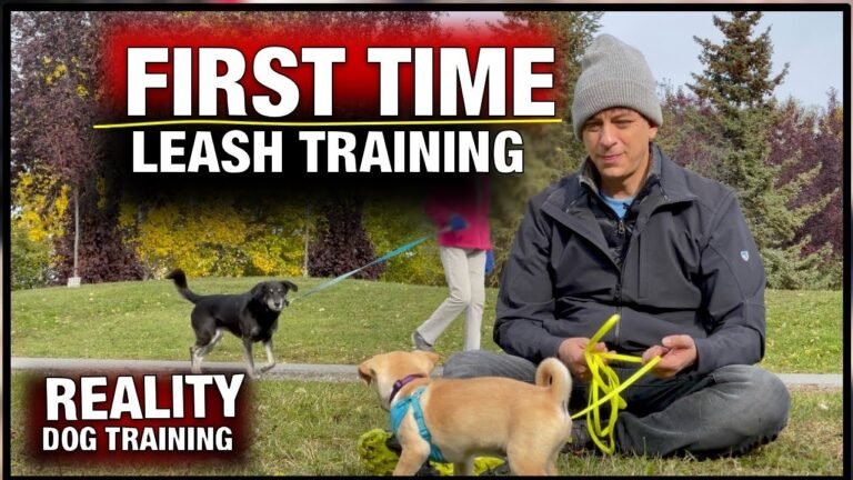 How To Train A Puppy To Walk On A Leash