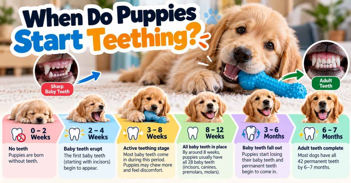 when do puppies start teething
